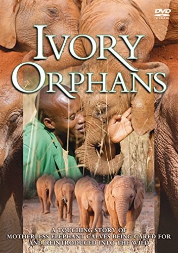 Ivory Orphans