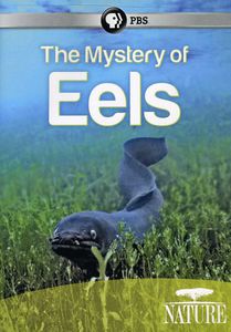 The Mystery of Eels