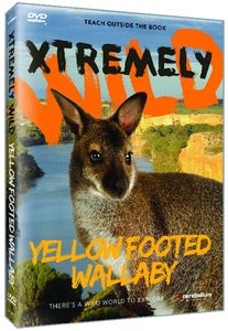 Yellow Footed Wallaby