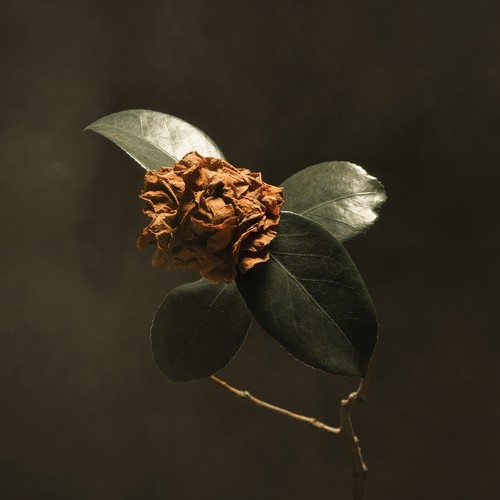 St. Paul & The Broken Bones - Young Sick Camellia [LP]