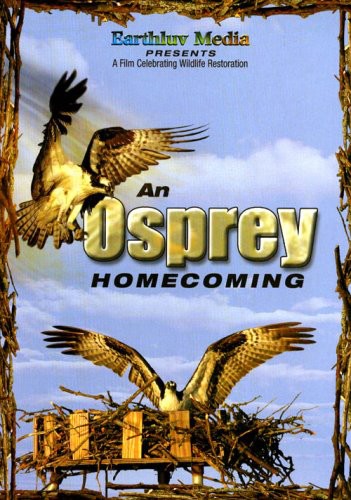 An Osprey Homecoming