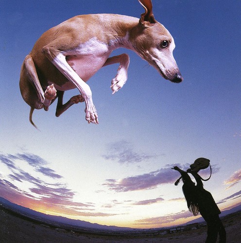 Paul Gilbert - Flying Dog